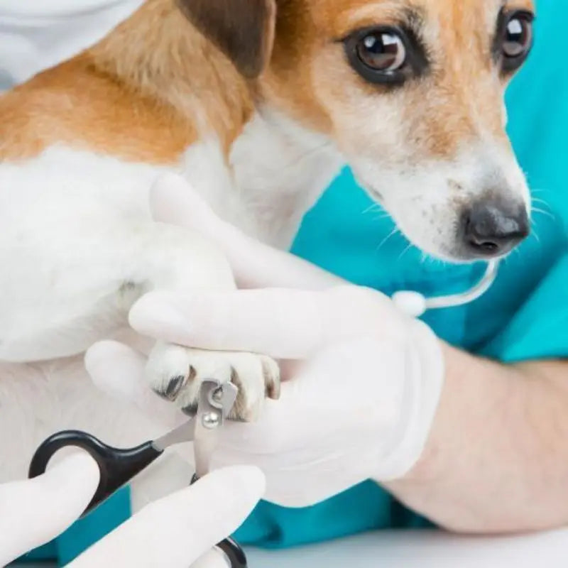 Cortador de unhas de aço inoxidável para cães/gatos de estimação Sucesso
